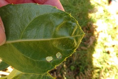 Hedycarya angustifolia