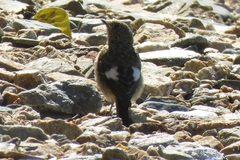 Phoenicurus auroreus