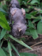 Blarina carolinensis