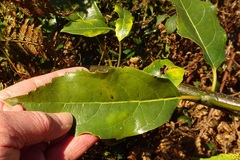 Hedycarya angustifolia