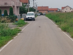 Streptopelia decaocto