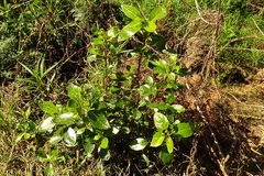 Hedycarya angustifolia