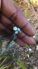 Phylica thunbergiana