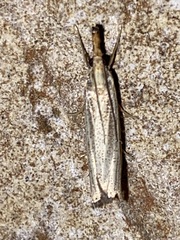 Agriphila vulgivagellus