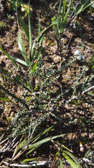 Phylica thunbergiana