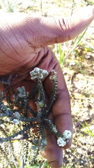 Phylica thunbergiana