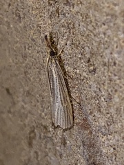 Agriphila vulgivagellus