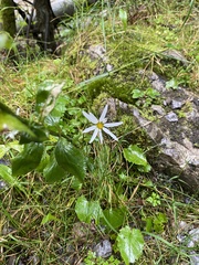 Anthemideae