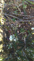 Phylica thunbergiana