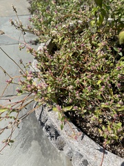 Thymus pulegioides