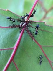 Camponotus novaeboracensis