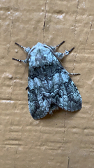 Macrurocampa marthesia
