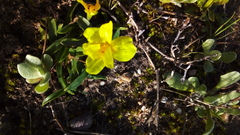 Moraea galaxia