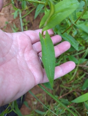 Persicaria sagittata