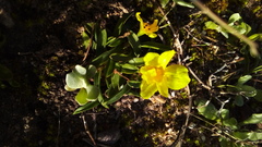 Moraea galaxia