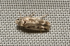 Caryocolum fischerella