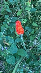 Arisaema dracontium