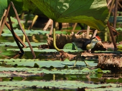 Irediparra gallinacea