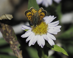 Tharsalea dorcas sangremar