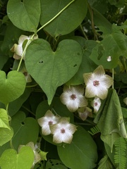 Polystemma guatemalense
