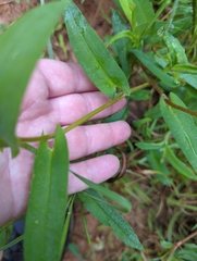 Persicaria sagittata