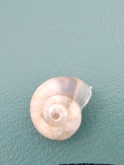 Xeropicta derbentina