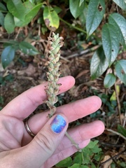 Goodyera pubescens