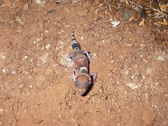 Underwoodisaurus milii