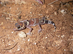 Underwoodisaurus milii