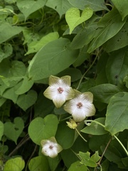 Polystemma guatemalense