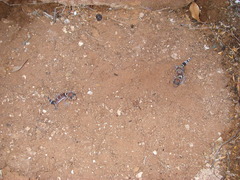 Underwoodisaurus milii