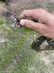 Agkistrodon piscivorus