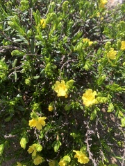 Hibbertia spicata