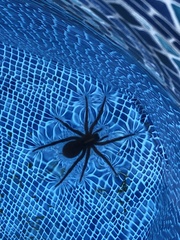 Tigrosa helluo