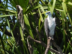 Haliaeetus leucogaster