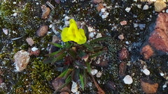 Moraea galaxia