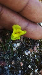 Moraea galaxia