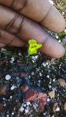 Moraea galaxia