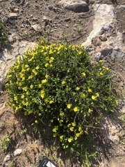 Hibbertia spicata