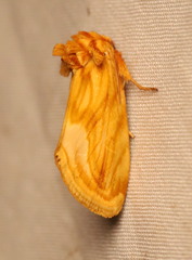 Cirrhophanus triangulifer