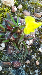 Moraea galaxia