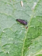 Harmonia axyridis