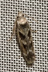 Caryocolum fischerella