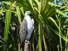 Haliaeetus leucogaster