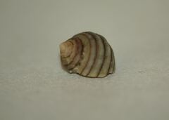 Littorina