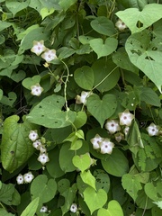 Polystemma guatemalense