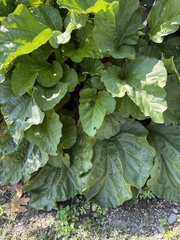 Beta vulgaris