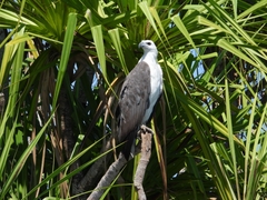 Haliaeetus leucogaster