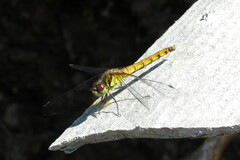 Sympetrum cordulegaster