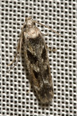 Caryocolum fischerella